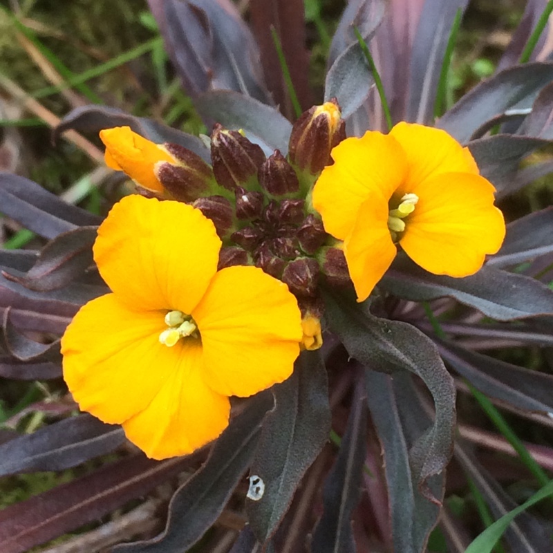 plant image 48931