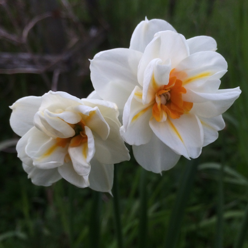 Narcissus 'Bridal Crown'