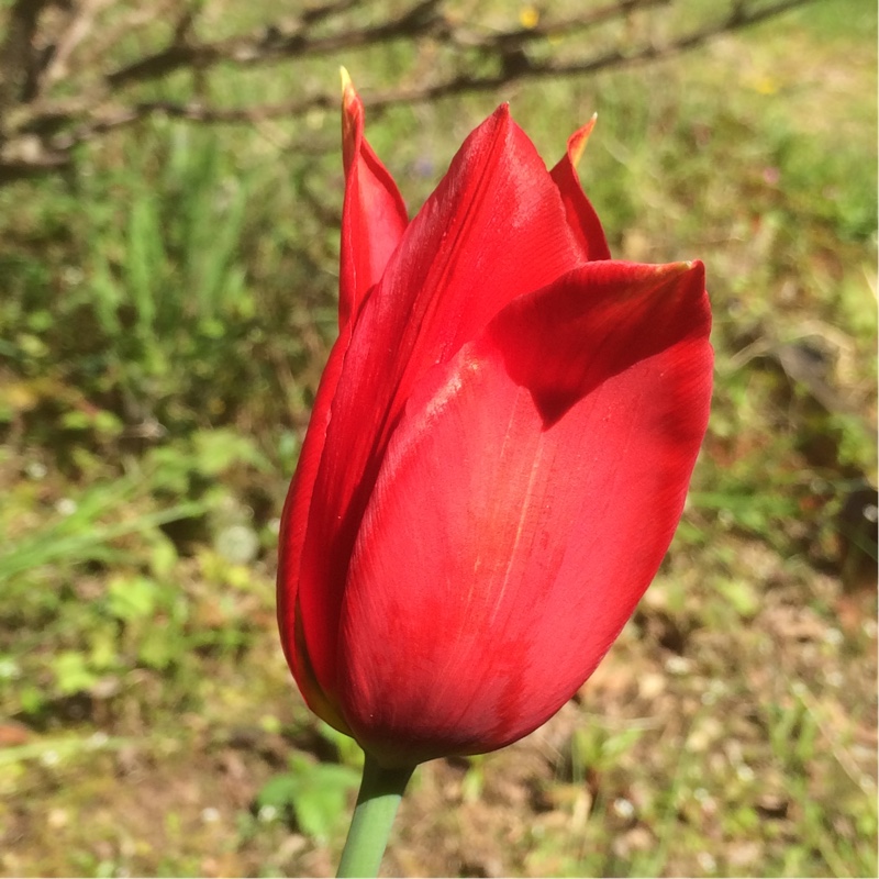 plant image 50521