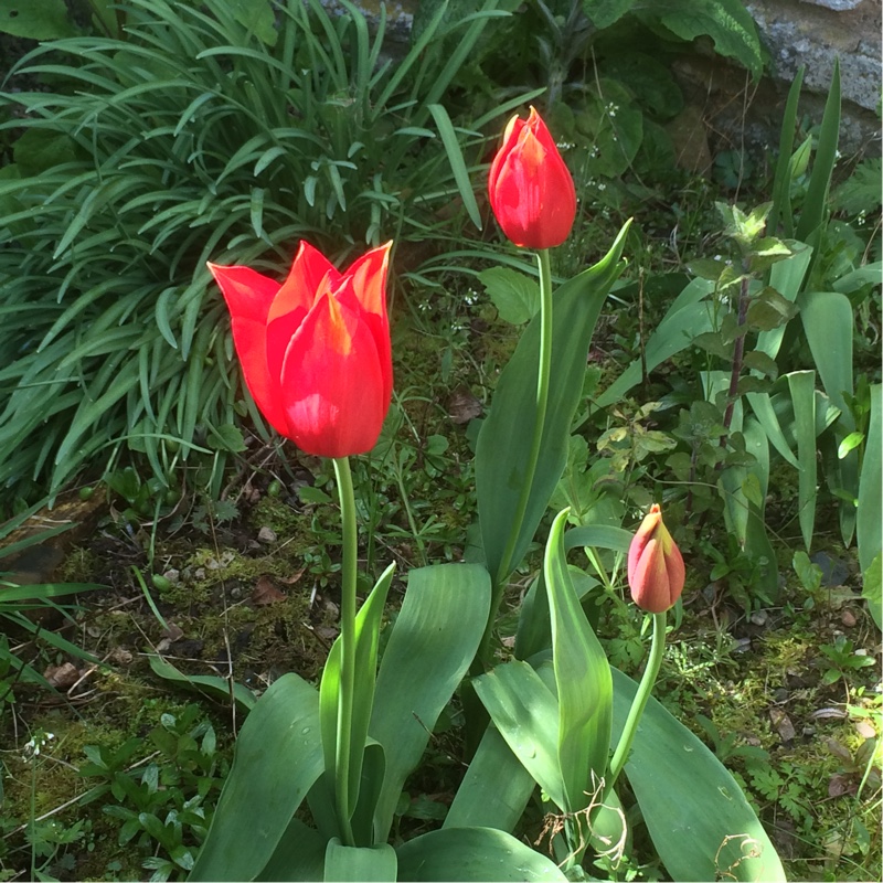 plant image 50523