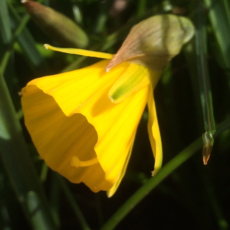 Plant image Narcissus bulbocodium 'Golden Bells Group' syn. Narcissus bulbocodium 'Golden Bells', Narcissus 'Golden Bells', Narcissus 'Silvania'