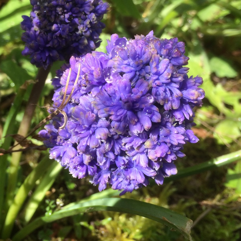 plant image 53970