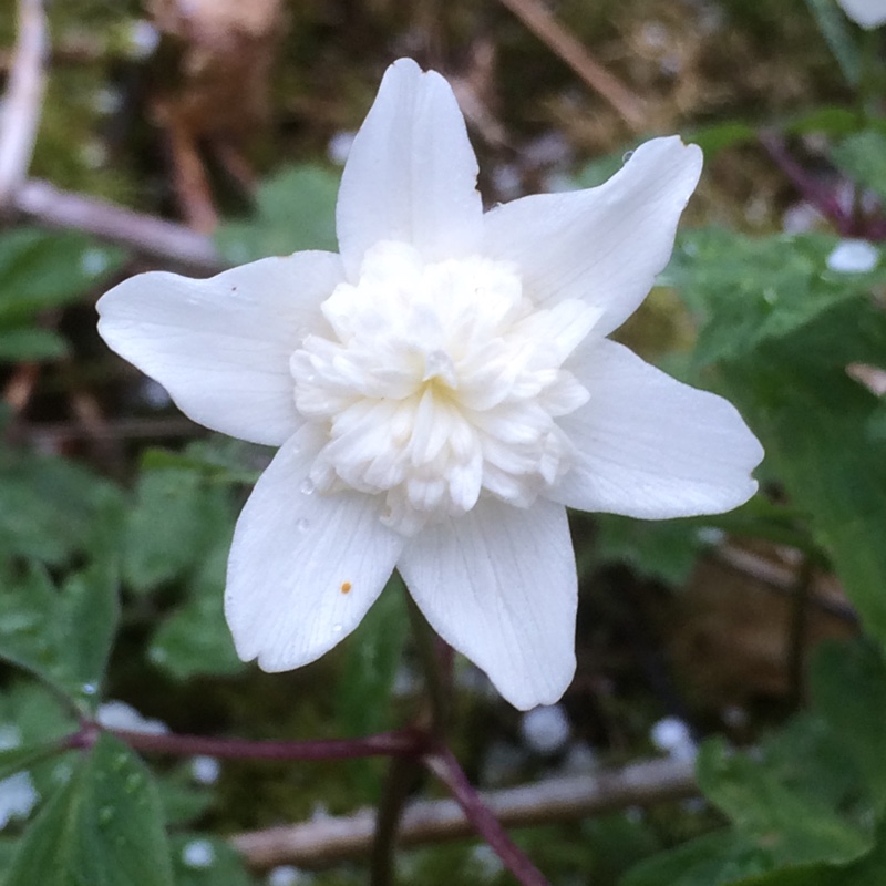 Plant image Anemone nemorosa 'Vestal'