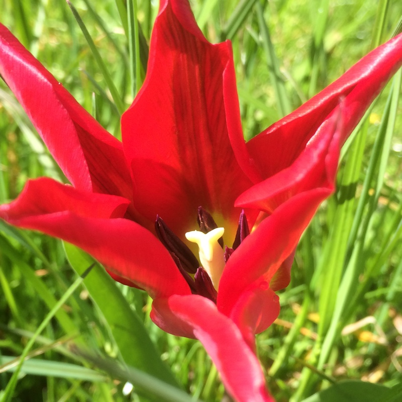 plant image 53978