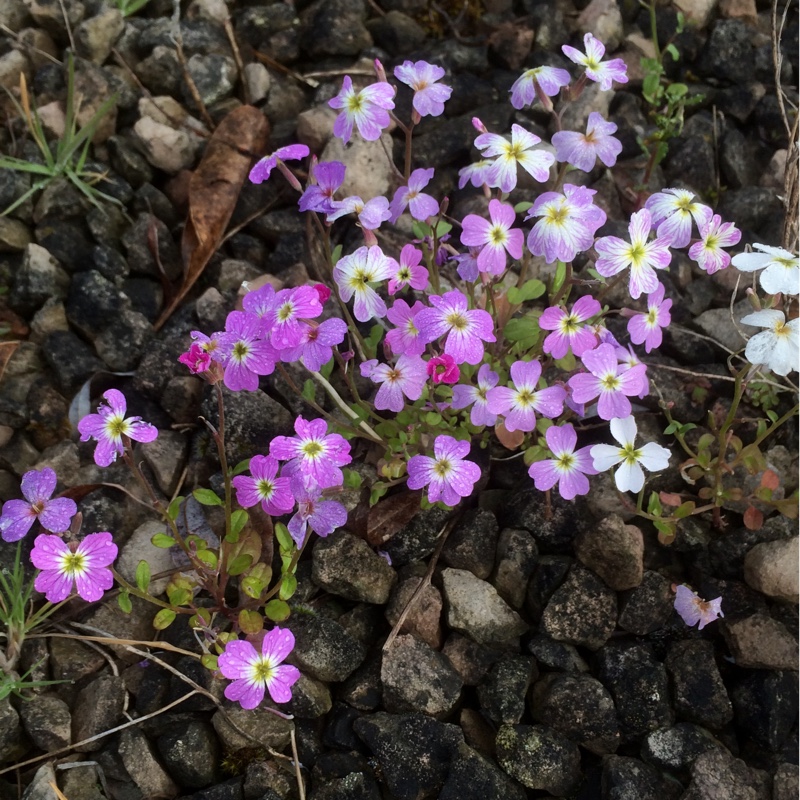 Malcolmia maritima