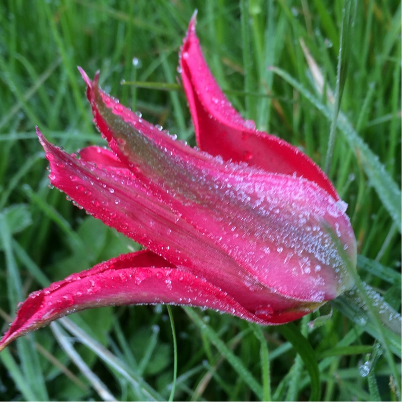 plant image 55197