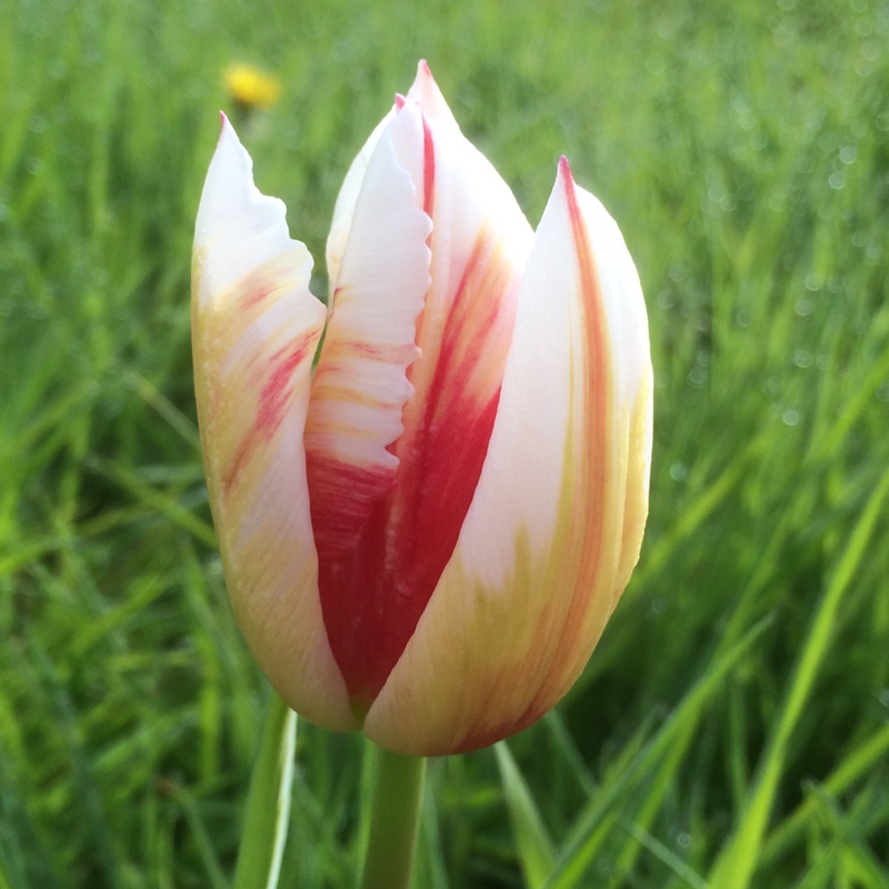 Plant image Tulipa 'Happy Generation' syn. Tulipa 'Canadian Celebration, Tulipa 'Canada 150