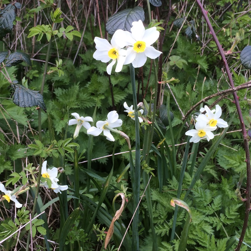 plant image 56711