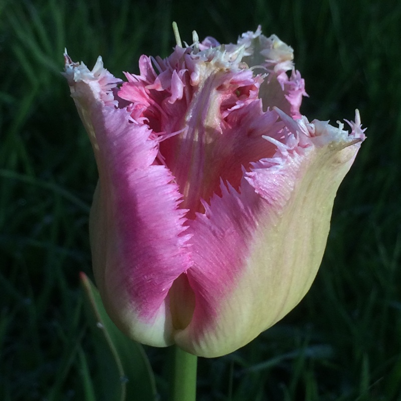 Tulipa 'Fancy Frills'