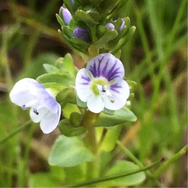Veronica serpyllifolia