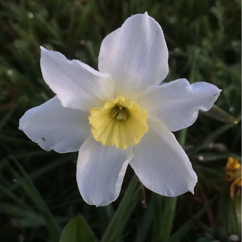Plant image Narcissus 'Segovia'