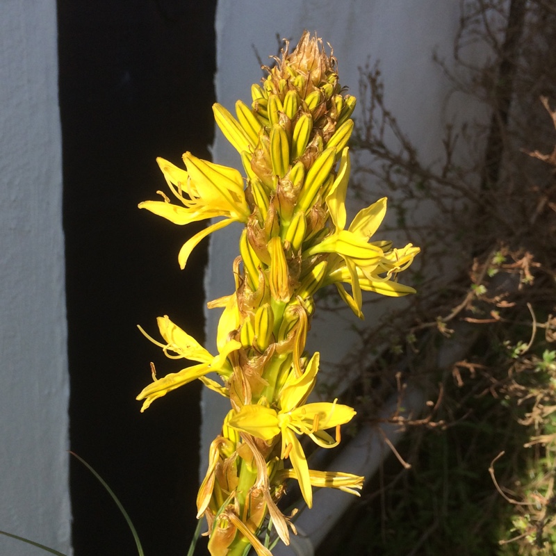 plant image 61136