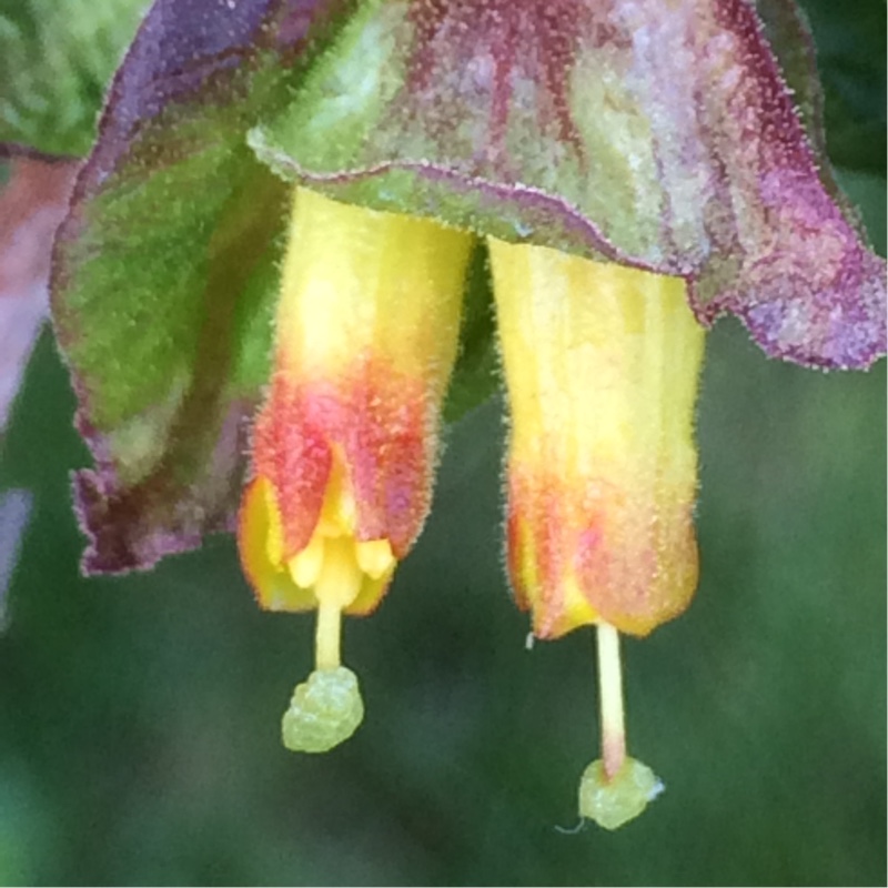 Plant image Lonicera involucrata var. ledebourii