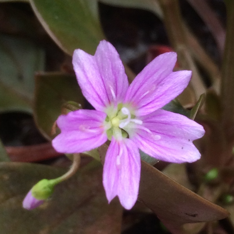 Claytonia sibirica syn. Montia perfoliata ; Montia sibirica