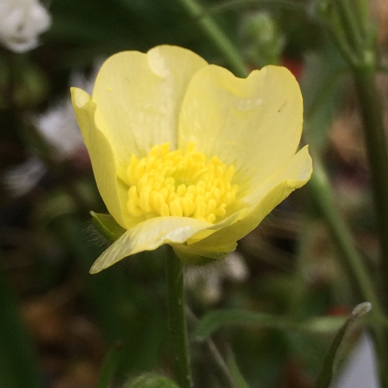 Plant image Ranunculus acris 'Citrinus'