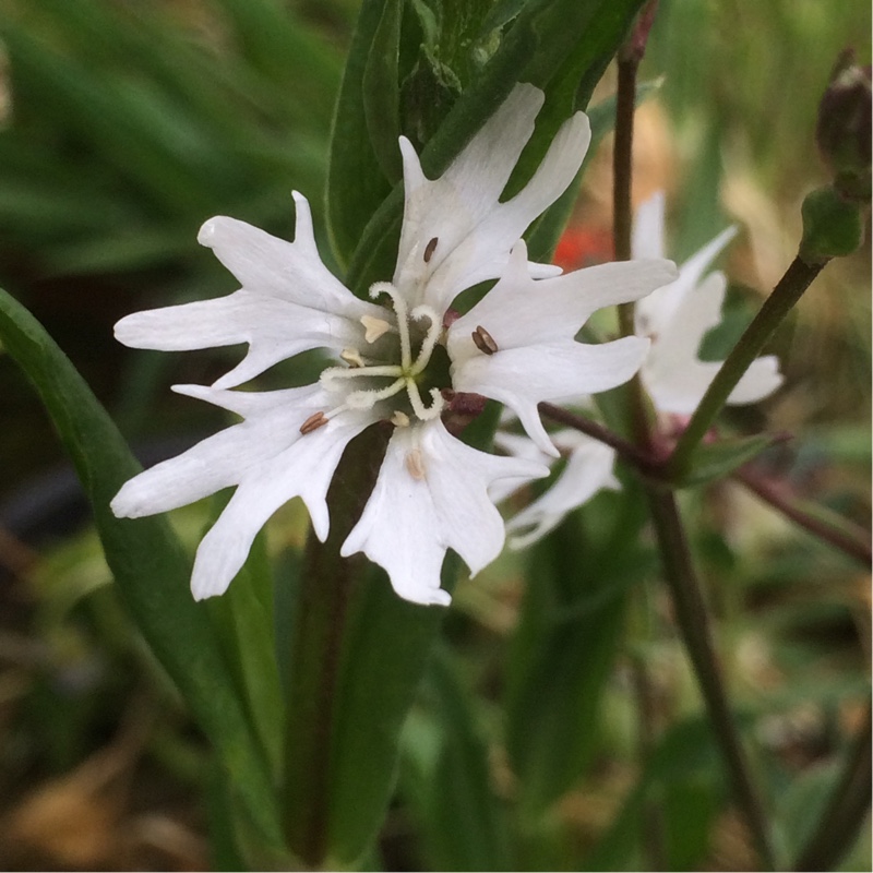 Lychnis Flos-Cuculi 'White Robin'