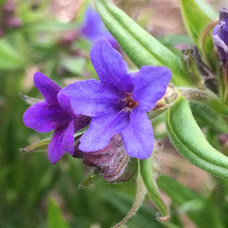 plant image 64246