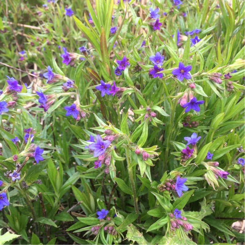 plant image 64248