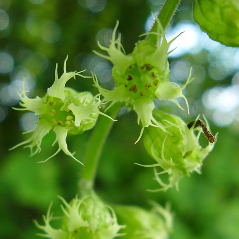 Plant image Tellima grandiflora