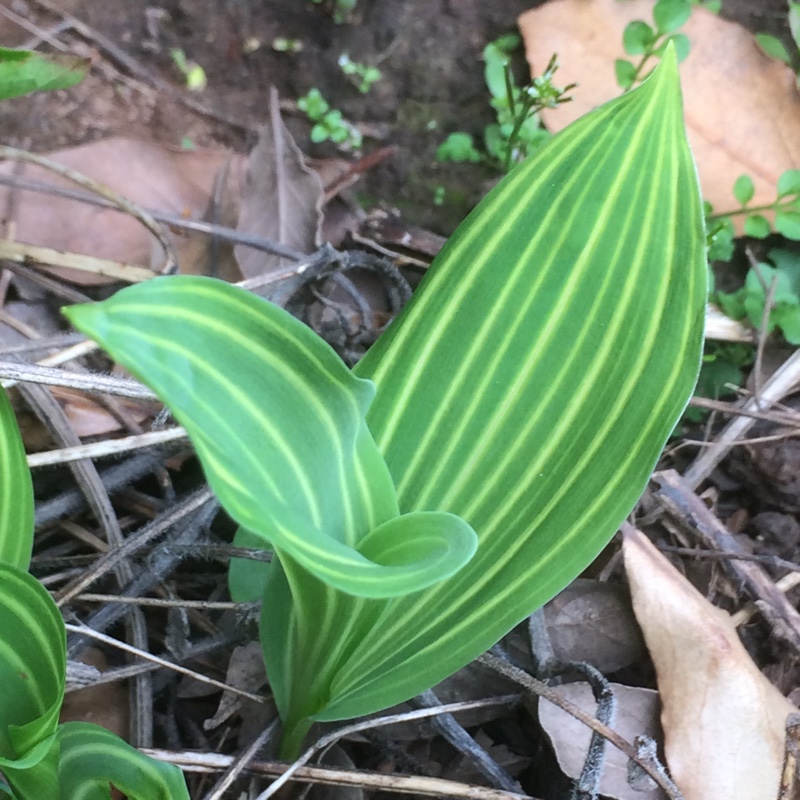 plant image 66606