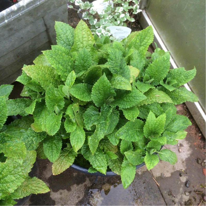 Stachys affinis