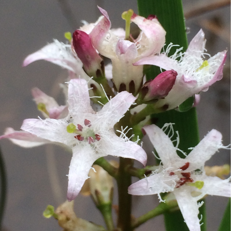 Menyanthes trifoliata