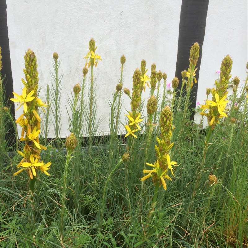 plant image 68850