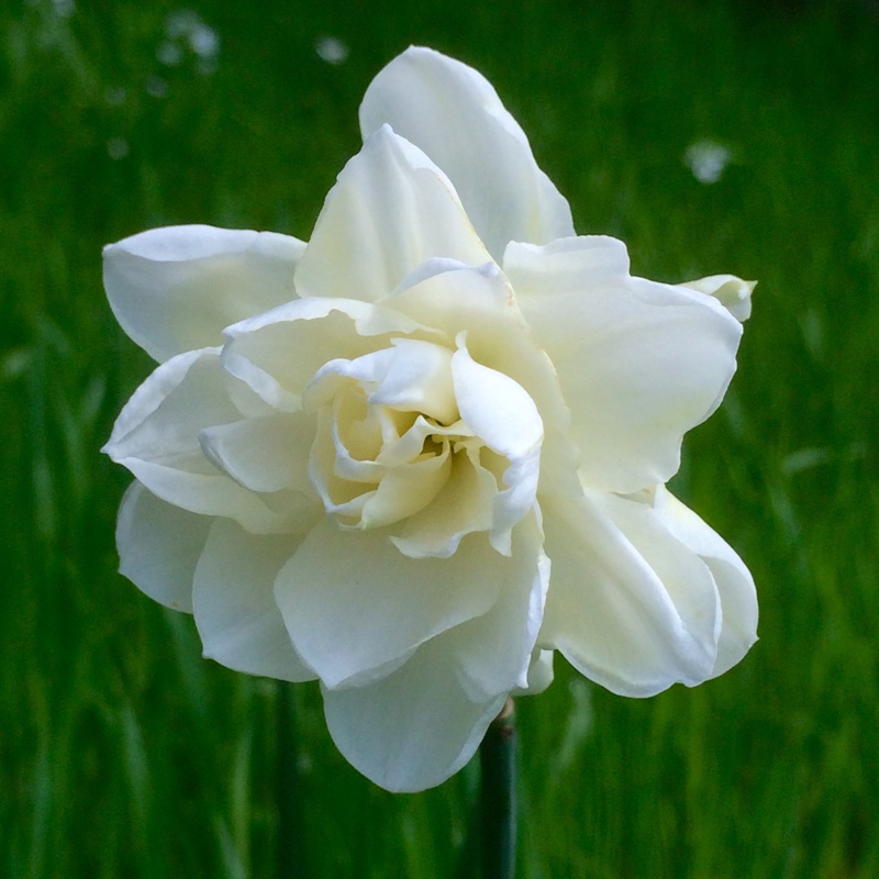 Narcissus 'Rose of May'