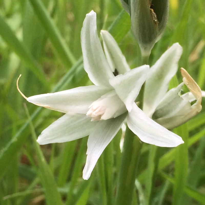 Plant image Ornithogalum nutans