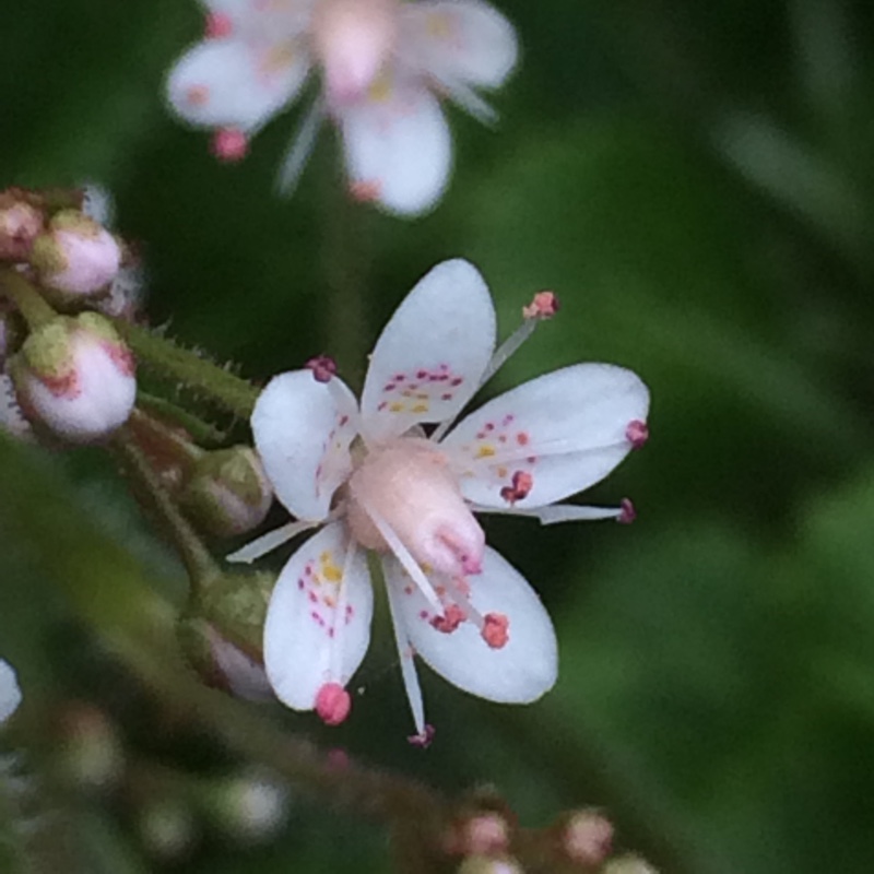 plant image 71193