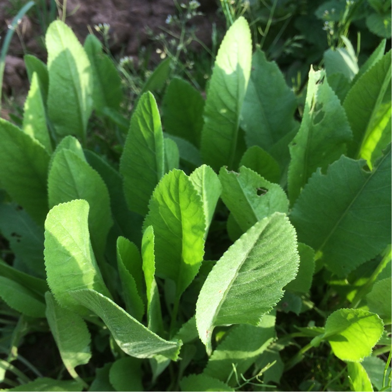 plant image 71294