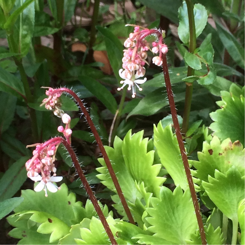 plant image 73787