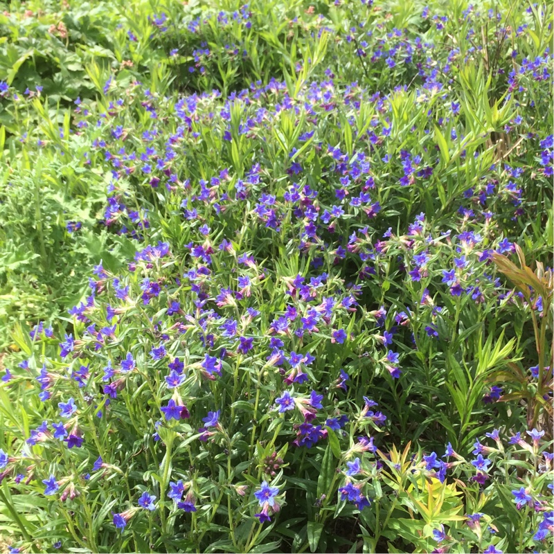 plant image 77268