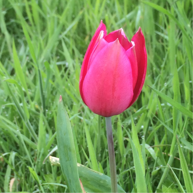 Plant image Tulipa gesneriana 'Rosea'
