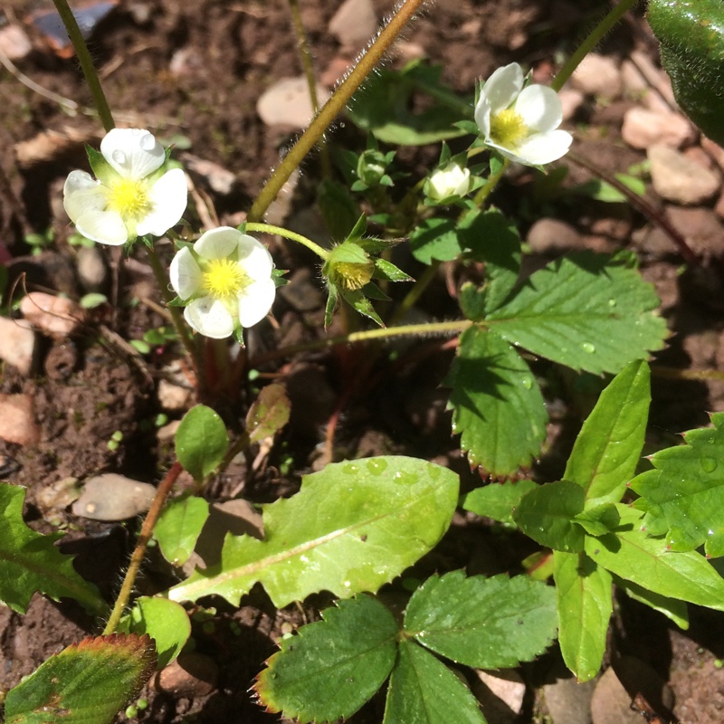 Plant image Fragaria virginiana
