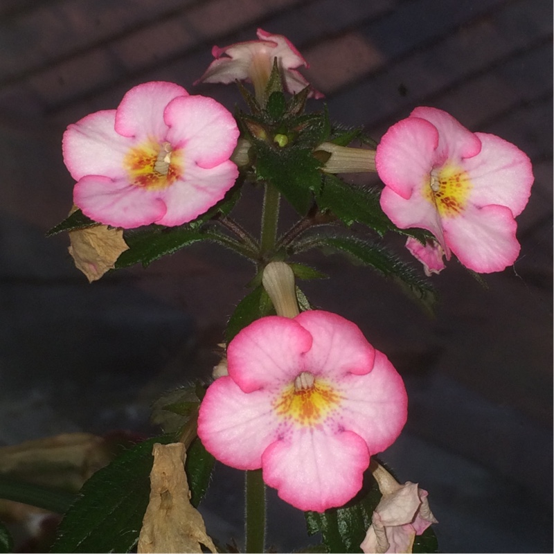 plant image 8025