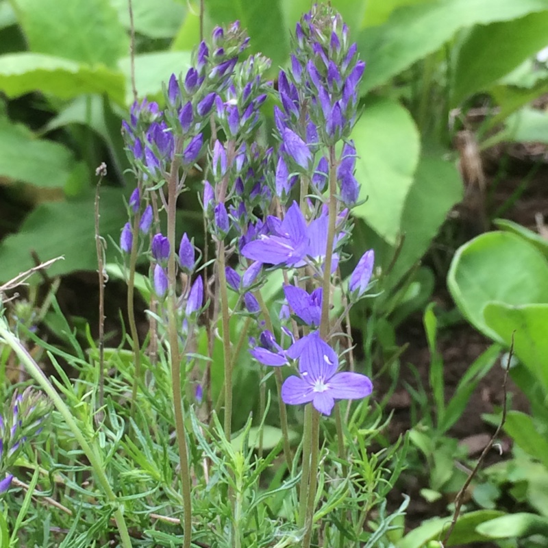 plant image 80760
