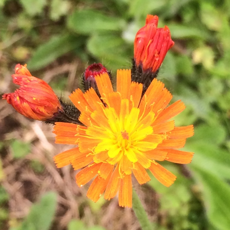 plant image 8260