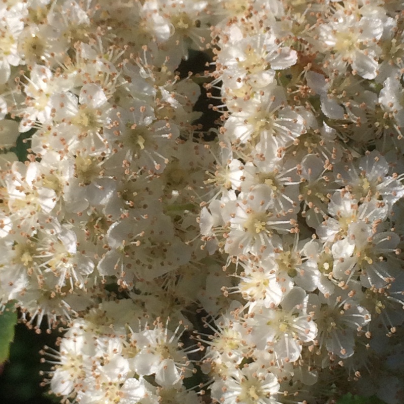 Sorbus aucuparia