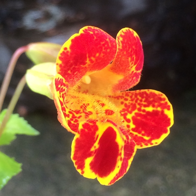 Mimulus 'Jack'
