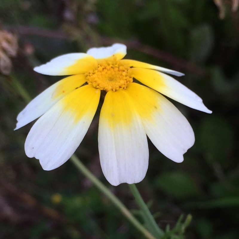 plant image 8675