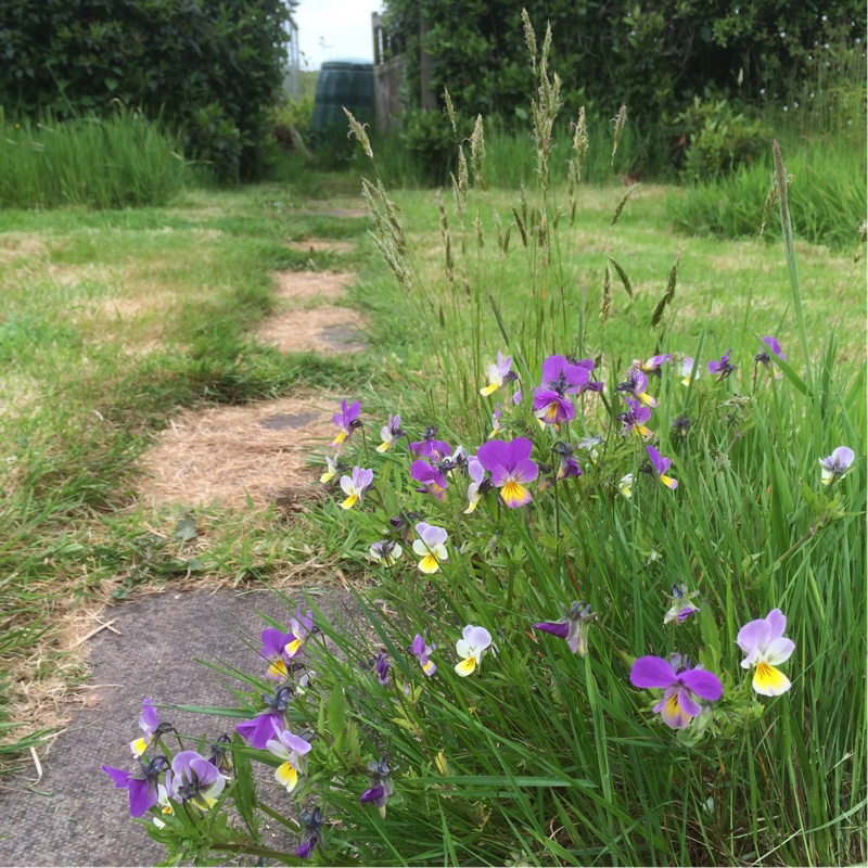 plant image 88219 plant image 88219