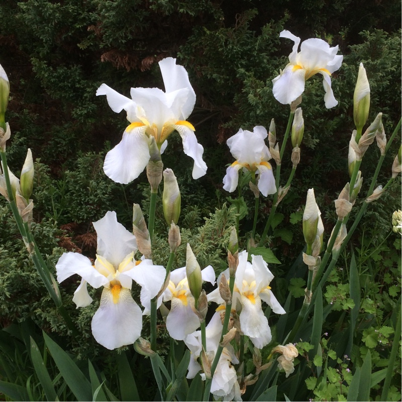 plant image 88223
