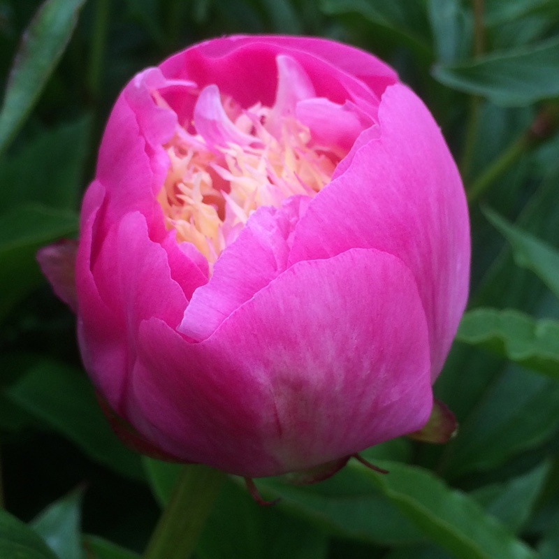 plant image 88227 plant image 88227