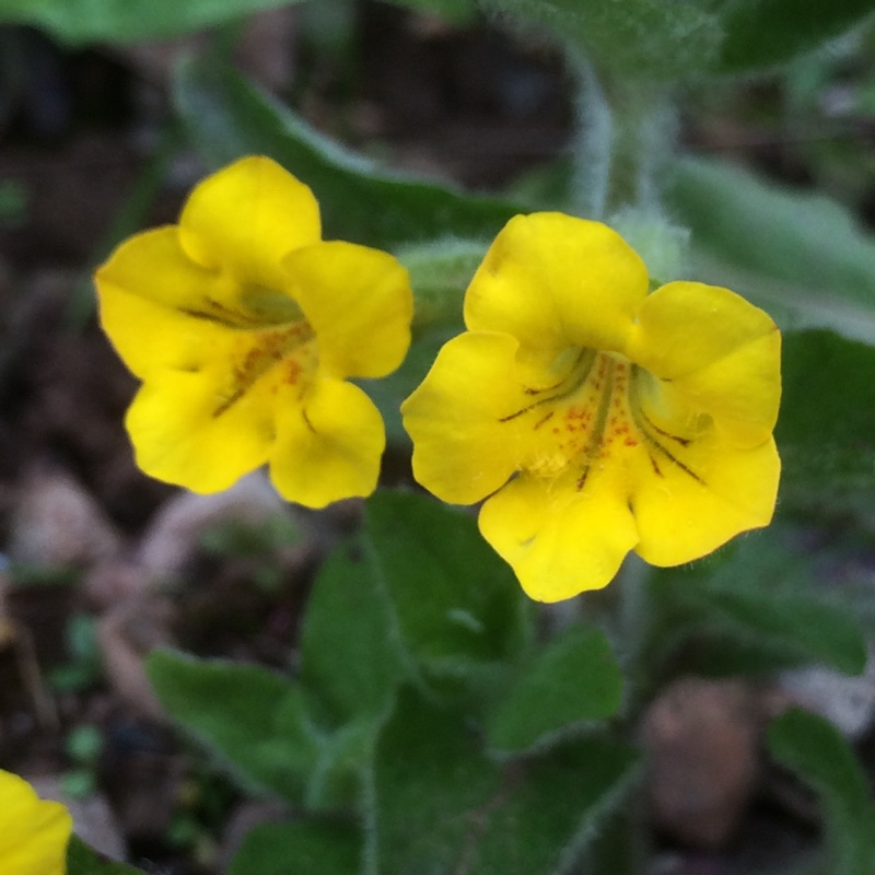 Plant image Mimulus moschatus