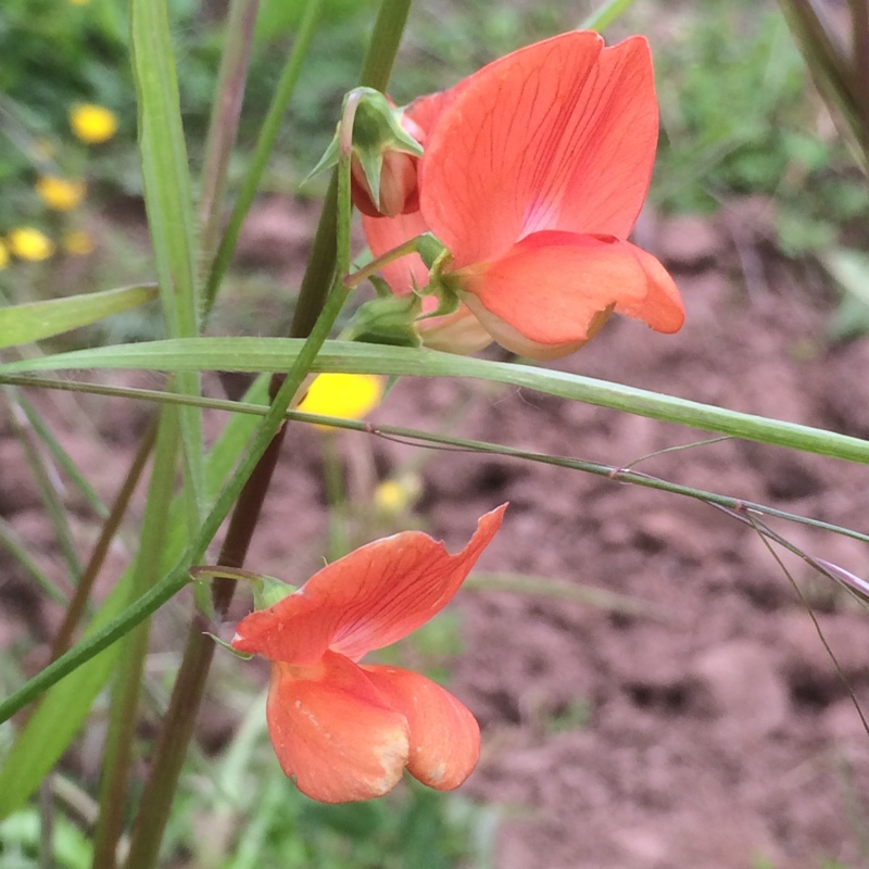 plant image 89394