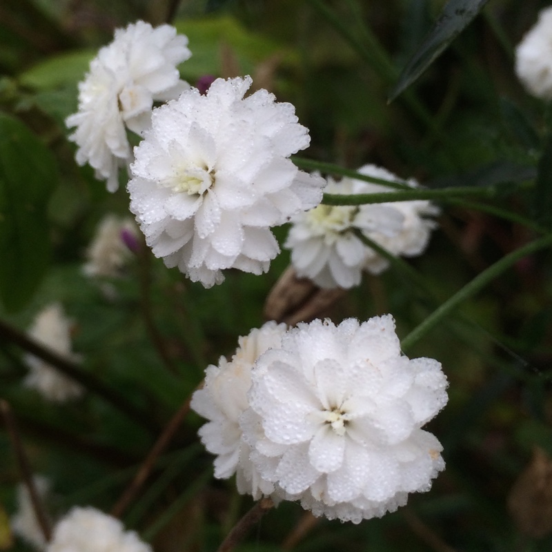 plant image 8976 plant image 8976