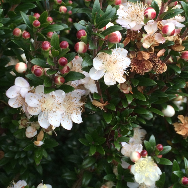 plant image 9108