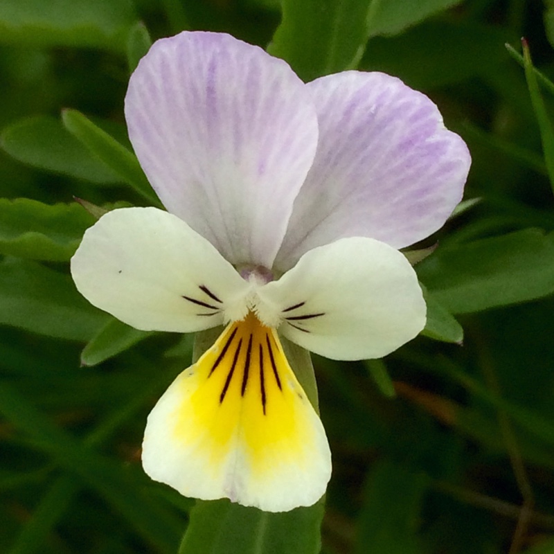 plant image 9132 plant image 9132