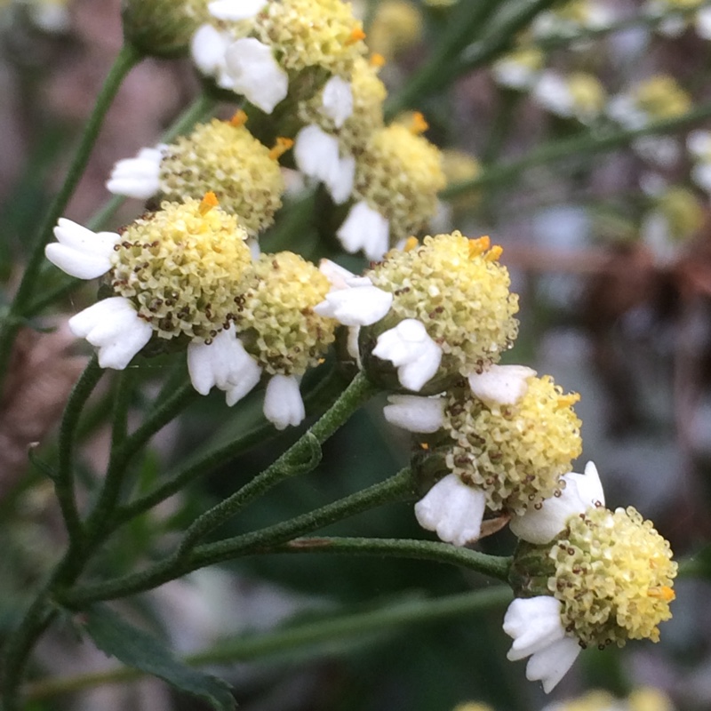 plant image 9179